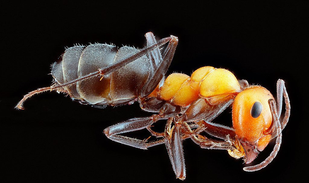 Ant Control service in Paramount, CA