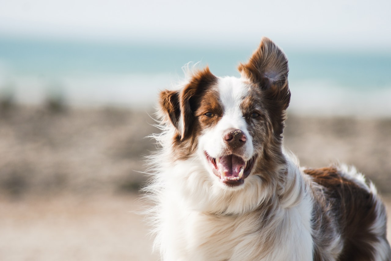 Flea & Tick Control service in Paramount, CA