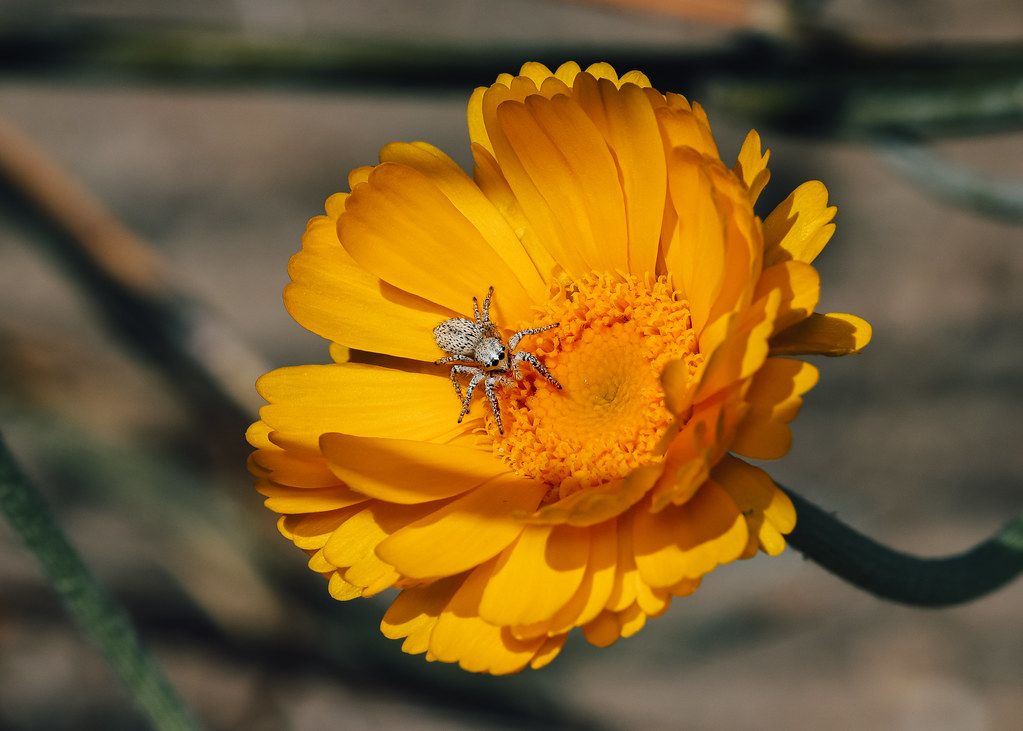 Spider Control service in Paramount, CA